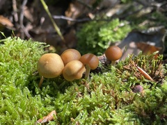 Galerina marginata