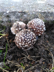 Amanita pantherina