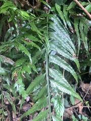 Asplenium wrightii