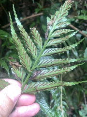 Asplenium wrightii