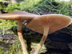 Galerina marginata