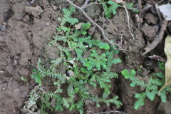 Selaginella repanda