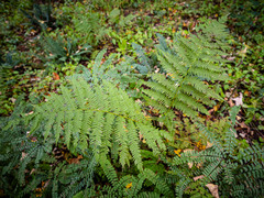 Athyrium angustum