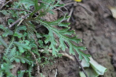 Selaginella repanda