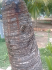 Protaetia fusca