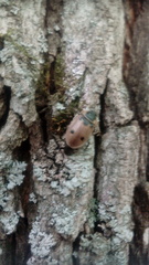 Dendroxena quadrimaculata