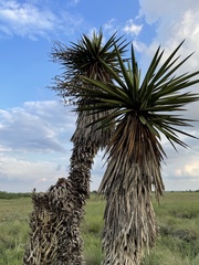 Yucca treculiana