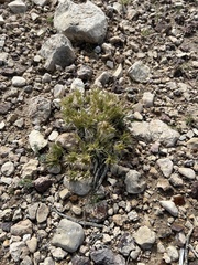 Dasyochloa pulchella