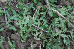 Selaginella repanda