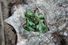 Selaginella repanda