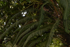 Blechnum contiguum