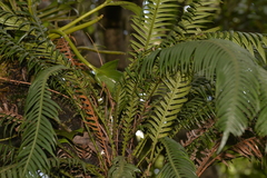 Blechnum contiguum