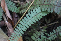 Adiantum caudatum