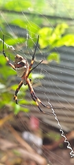 Argiope