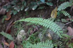 Adiantum caudatum