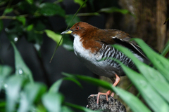 Laterallus leucopyrrhus