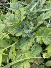Geum triflorum