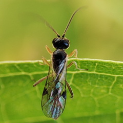 Tersilochinae