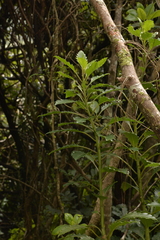 Lordhowea insularis