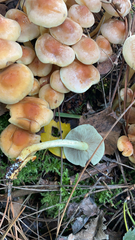 Hypholoma fasciculare