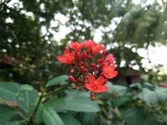 Jatropha integerrima