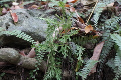 Selaginella repanda