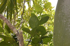 Cryptocarya gregsonii
