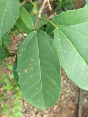 Jatropha integerrima