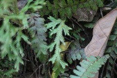 Selaginella repanda