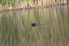 Porphyrio porphyrio
