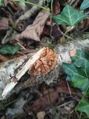 Hypocreopsis lichenoides