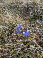 Gentiana linearis