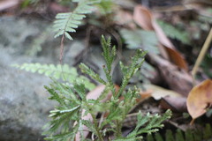 Selaginella repanda