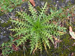 Cirsium arisanense