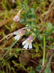 Euphrasia transmorrisonensis