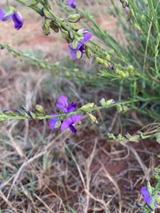 Polygala uncinata