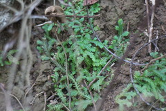 Selaginella repanda