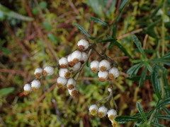 Anaphalis morrisonicola