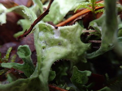 Cetraria islandica