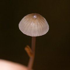 Mycena
