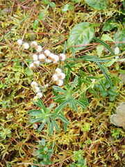 Anaphalis morrisonicola