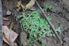 Selaginella repanda