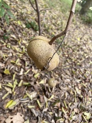 Dioscorea bulbifera