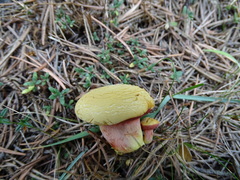 Chalciporus amarellus