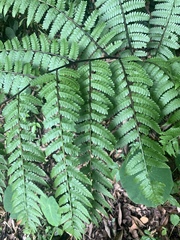 Diplazium laxifrons