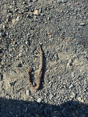 Crotalus oreganus