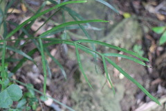 Pteris ensiformis