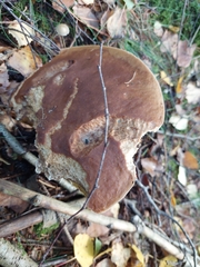 Boletus edulis