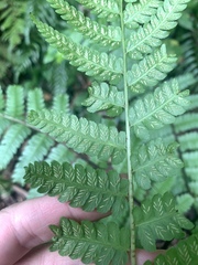 Diplazium laxifrons