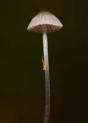 Mycena